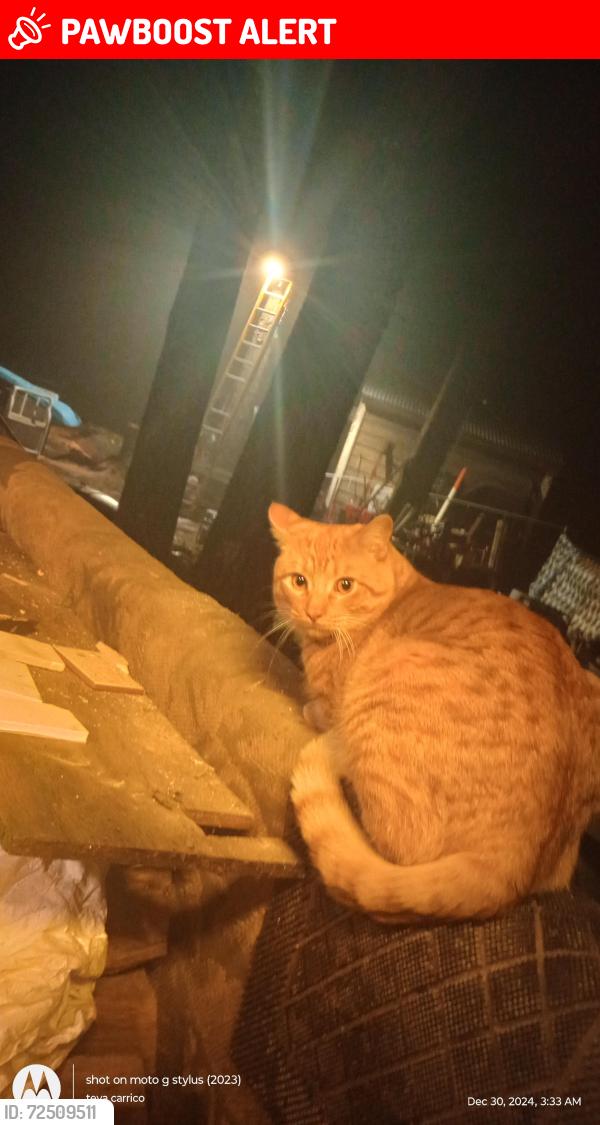 Lost Male Cat last seen misty Glenn off of wise road brainerd, First Assessment, MN 56401