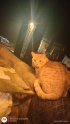 Lost Male Cat last seen misty Glenn off of wise road brainerd, First Assessment, MN 56401