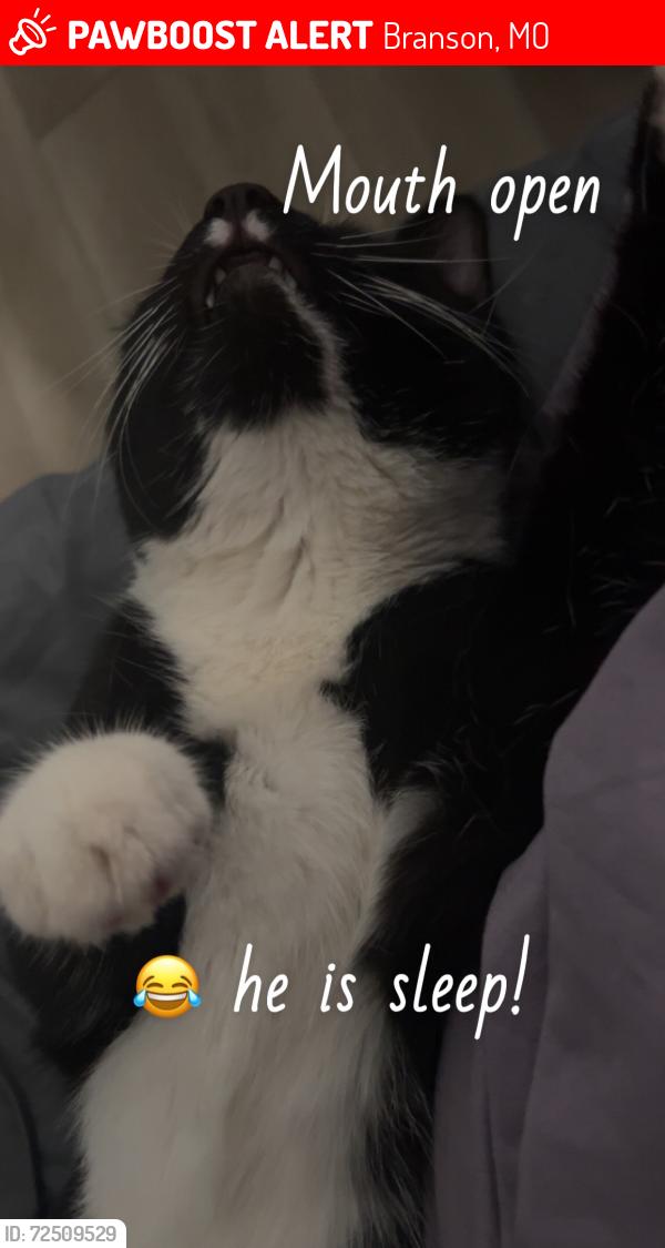 Lost Male Cat last seen Godfather’s pizza , Branson, MO 65616