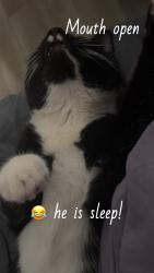 Lost Male Cat last seen Godfather’s pizza , Branson, MO 65616