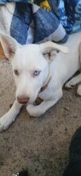 Lost Female Dog last seen El Cerro/Monterey Park , Valencia County, NM 87031