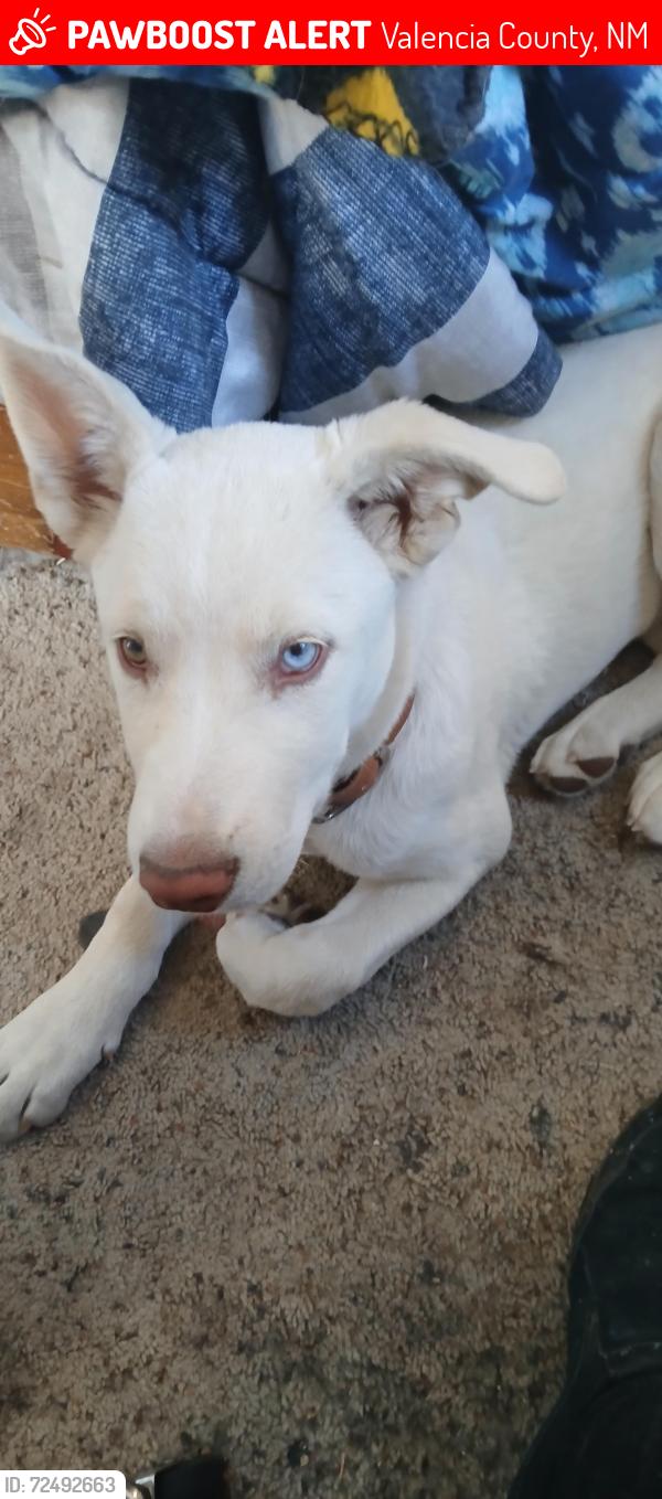 Lost Female Dog last seen El Cerro/Monterey Park , Valencia County, NM 87031