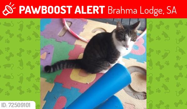 Lost Male Cat last seen Near Gordonstown Road, Brahma Lodge , Brahma Lodge, SA 5109