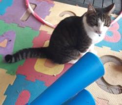 Lost Male Cat last seen Near Gordonstown Road, Brahma Lodge , Brahma Lodge, SA 5109