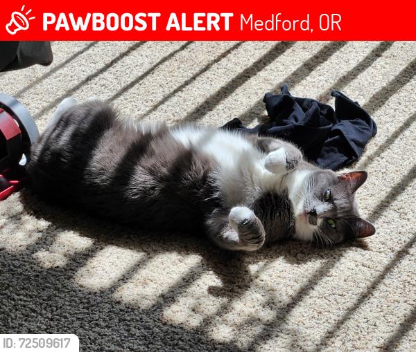 Lost Female Cat last seen pacific hwy  Bigfoot bargin town and country ests , Medford, OR 97501