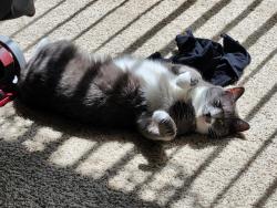 Lost Female Cat last seen pacific hwy  Bigfoot bargin town and country ests , Medford, OR 97501