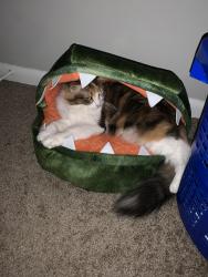Lost Female Cat last seen Near Dutch Dr, Irmo, SC 29063, Irmo, SC 29063