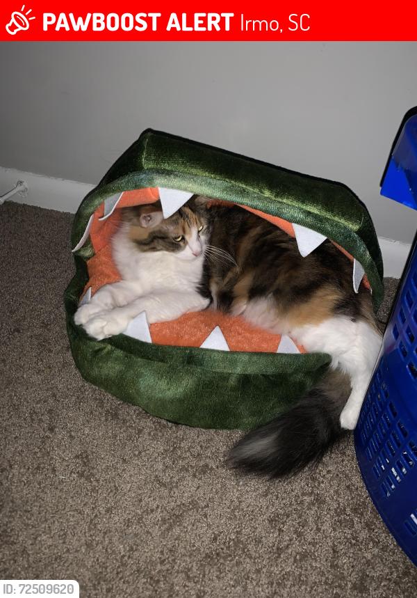 Lost Female Cat last seen Near Dutch Dr, Irmo, SC 29063, Irmo, SC 29063