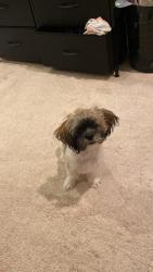 Lost Female Dog last seen Tracy , Stockton, CA 95202