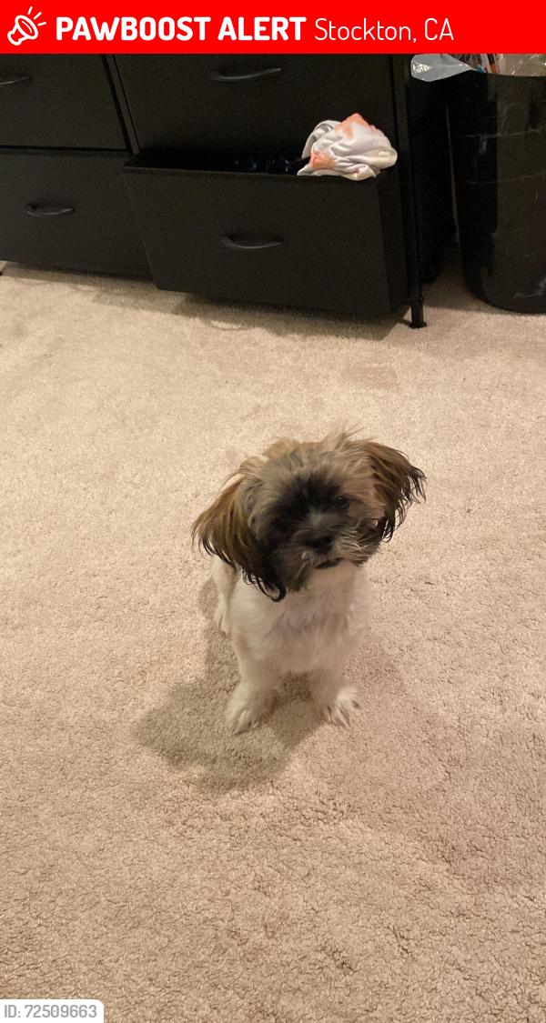 Lost Female Dog last seen Tracy , Stockton, CA 95202