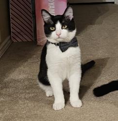 Lost Male Cat last seen Kingslink and Prestwick Drive, Fort Worth, TX 76135