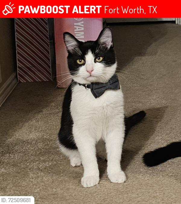 Lost Male Cat last seen Kingslink and Prestwick Drive, Fort Worth, TX 76135
