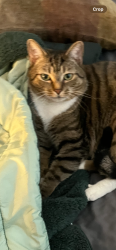 Lost Male Cat last seen Brookstone Ridge Dr Winston Salem NC, Winston-Salem, NC 27107