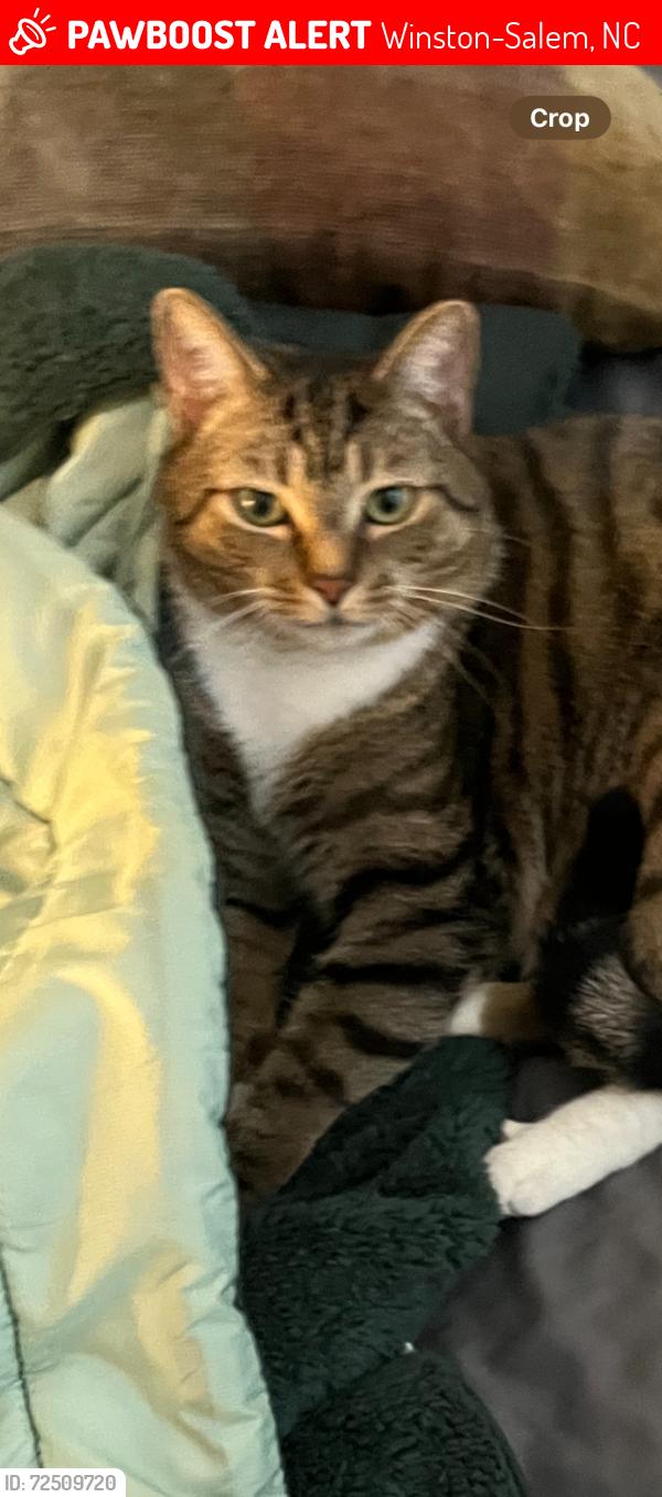 Lost Male Cat last seen Brookstone Ridge Dr Winston Salem NC, Winston-Salem, NC 27107