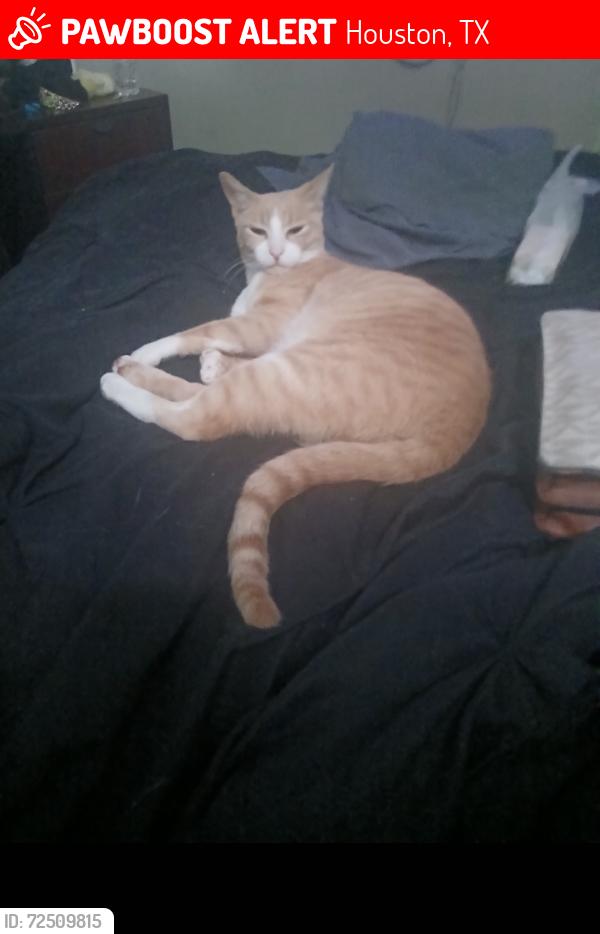 Lost Male Cat last seen Scarsfale, Houston, TX 77089