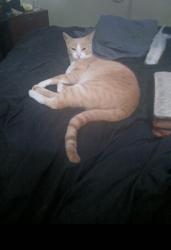Lost Male Cat last seen Scarsfale, Houston, TX 77089
