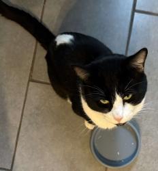 Lost Male Cat last seen Eastney Road, West Croydon, UK, Greater London, England CR0