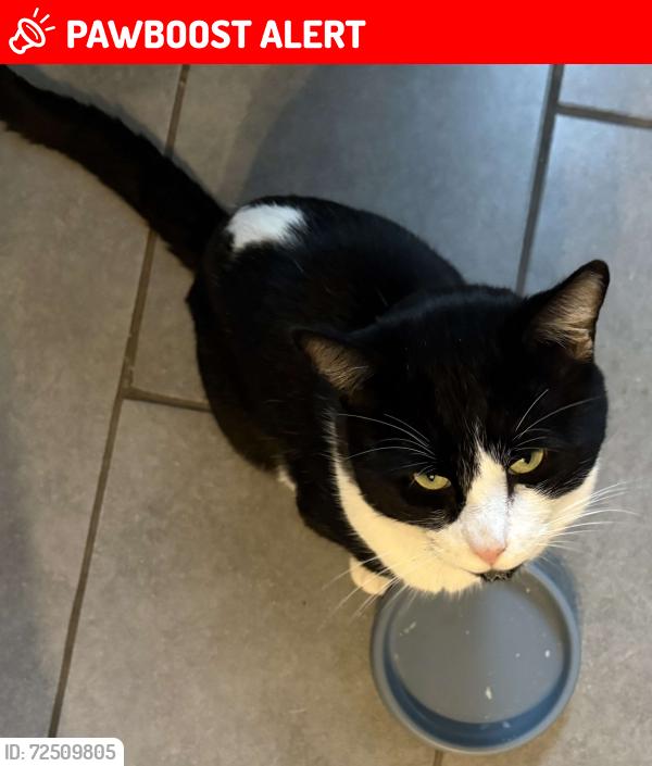Lost Male Cat last seen Eastney Road, West Croydon, UK, Greater London, England CR0
