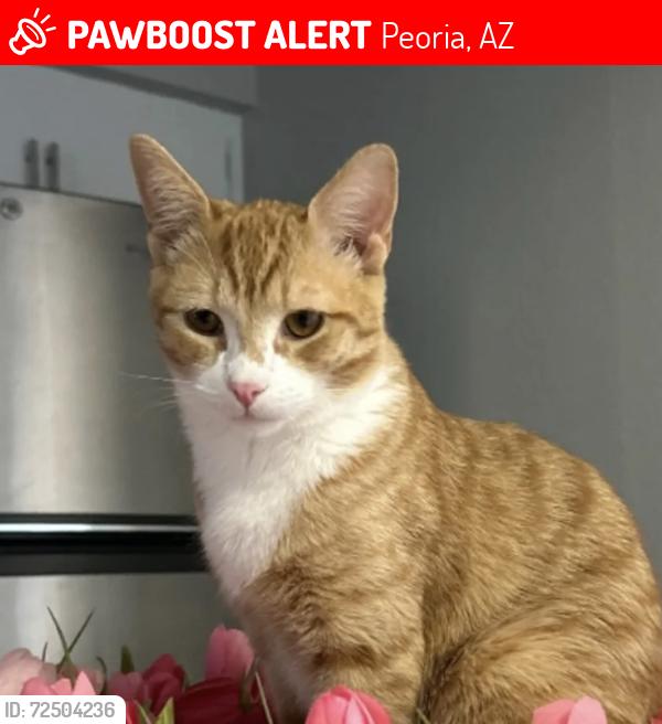 Lost Male Cat last seen 85th and Peoria Ave, Peoria, AZ 85345