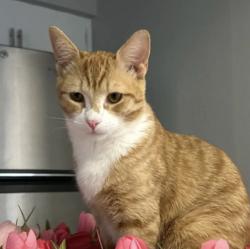 Lost Male Cat last seen 85th and Peoria Ave, Peoria, AZ 85345