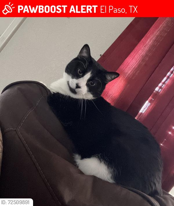 Lost Female Cat last seen Rich Beam & Pebble Hills, El Paso, TX 79938