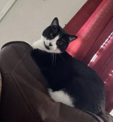 Lost Female Cat last seen Rich Beam & Pebble Hills, El Paso, TX 79938