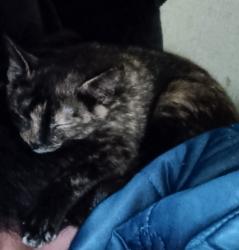 Lost Female Cat last seen Near Bennett Avenue (nearby streets: Bennett Ave & surrounding residential area), ST Stephen , Saint Stephen, SC 29479