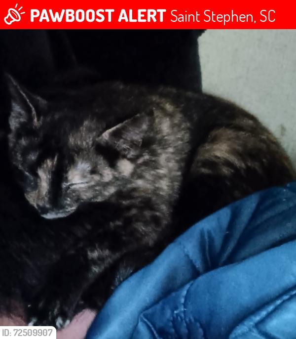 Lost Female Cat last seen Near Bennett Avenue (nearby streets: Bennett Ave & surrounding residential area), ST Stephen , Saint Stephen, SC 29479
