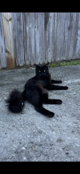 Lost Male Cat last seen Near SoDo Target - Lucerne/muriel , Orlando, FL 32806