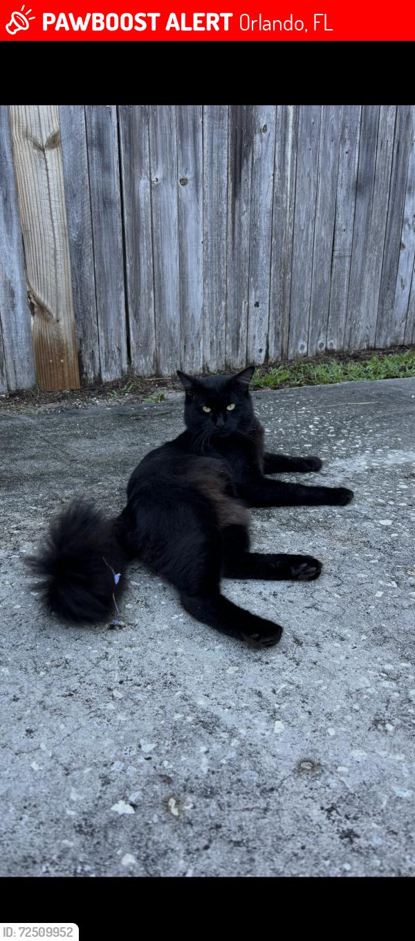 Lost Male Cat last seen Near SoDo Target - Lucerne/muriel , Orlando, FL 32806