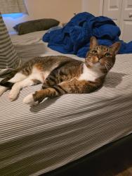 Lost Female Cat last seen Young Pine and Curry Ford Rd , Orlando, FL 32829