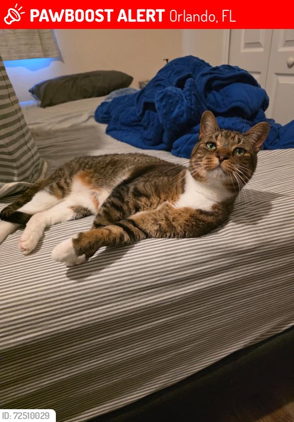 Lost Female Cat last seen Young Pine and Curry Ford Rd, Orlando, FL 32829
