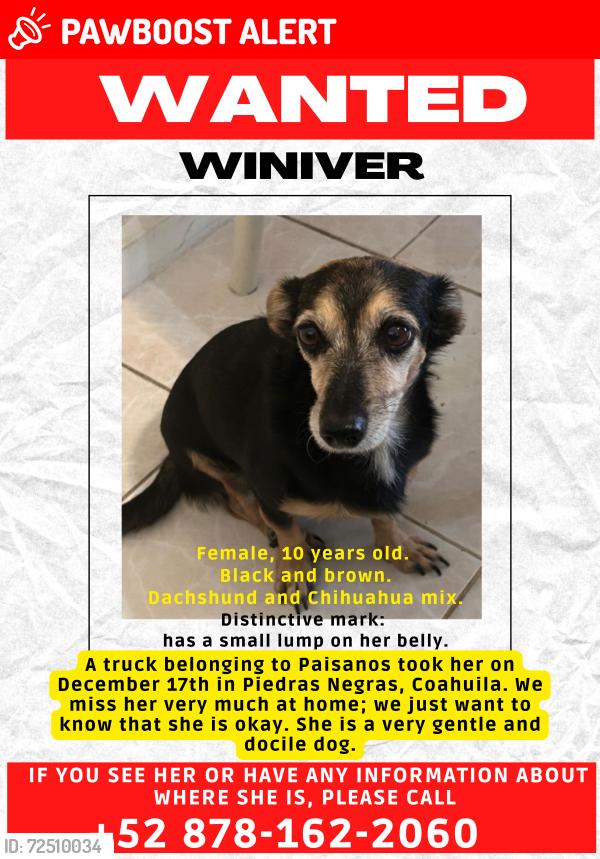 Lost Female Dog last seen Heroico Colegio Militar , Piedras Negras, Coah. 78853