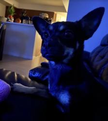 Lost Female Dog last seen Jardin Ct Los Angeles, CA  90033 United States, Los Angeles, CA 90033