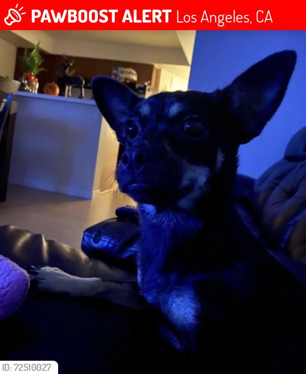 Lost Female Dog last seen Jardin Ct Los Angeles, CA  90033 United States, Los Angeles, CA 90033