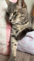Lost Female Cat last seen Near legare court , Jupiter, FL 33458