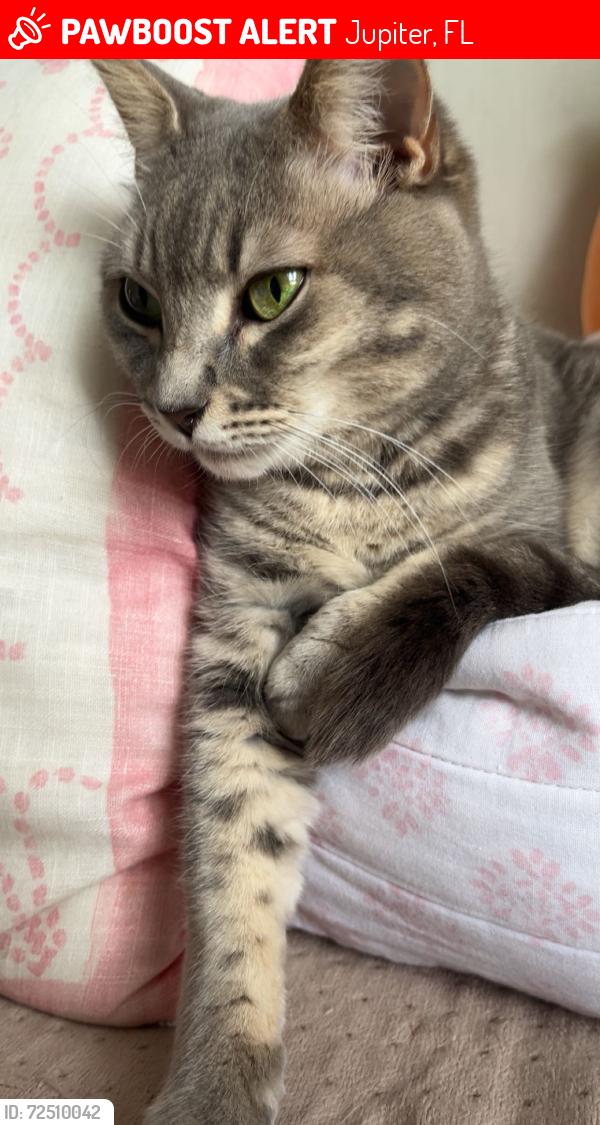 Lost Female Cat last seen Near legare court , Jupiter, FL 33458