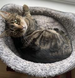 Lost Female Cat last seen Fox Hill Rd x Mill Rd, Yelm, WA 98597
