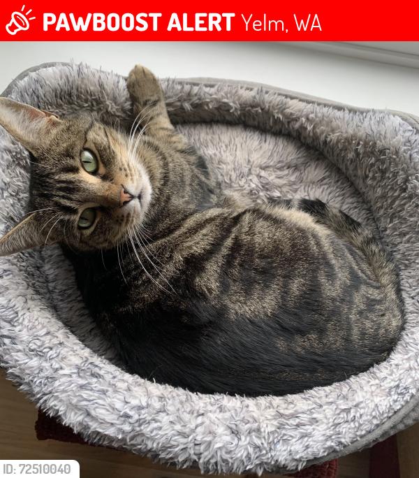 Lost Female Cat last seen Fox Hill Rd x Mill Rd, Yelm, WA 98597