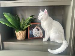 Lost Male Cat last seen Hausman and Bandera, Helotes, TX 78023
