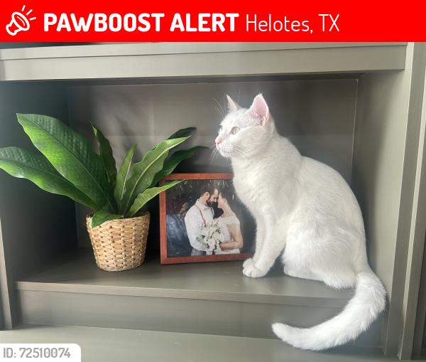 Lost Male Cat last seen Hausman and Bandera, Helotes, TX 78023