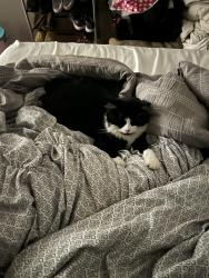 Lost Male Cat last seen 83rd terr near Barry Rd, Kansas City, MO 64151