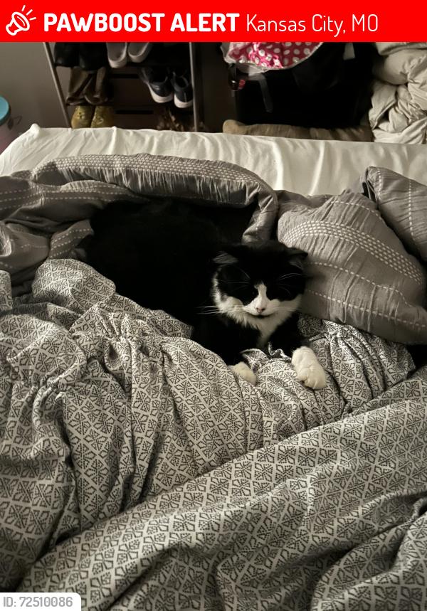 Lost Male Cat last seen 83rd terr near Barry Rd, Kansas City, MO 64151