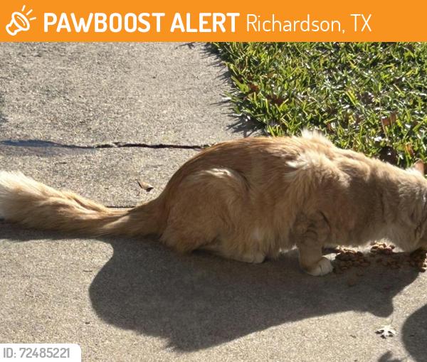 Found/Stray Unknown Cat last seen Spring Valley & Bowser, Richardson, TX 75081