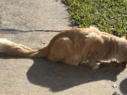 Found/Stray Unknown Cat last seen Spring Valley & Bowser, Richardson, TX 75081