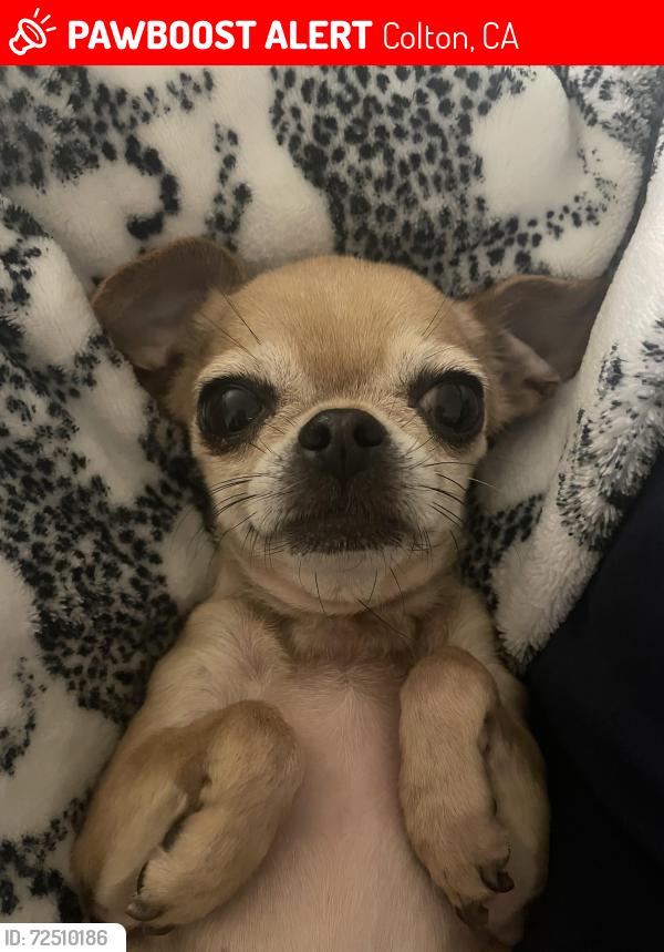 Lost Female Dog last seen Near S Mt Vernon Ave, Colton near Walmart, Colton, CA 92324