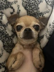 Lost Female Dog last seen Near S Mt Vernon Ave, Colton near Walmart, Colton, CA 92324