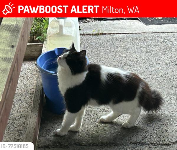 Lost Male Cat last seen 27th Avenue and Milton Way, Milton WA, Milton, WA 98354