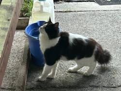 Lost Male Cat last seen 27th Avenue and Milton Way, Milton WA, Milton, WA 98354