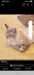 Lost Male Cat last seen Scott street in-between greenfield and national ave, Milwaukee, WI 53204